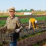 Guia para declaração de Imposto de Renda rural (com exemplo)